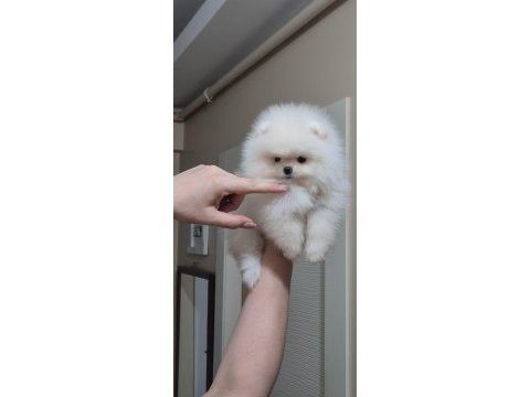 Üst kalite kar beyaz teacup pomeranian boo dişi