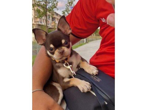 Yavru chihuahua