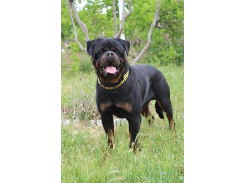 A şecereli rottweiler yavrular macar koca kafa küt burun