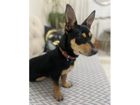 Akıllı sadık pinscher