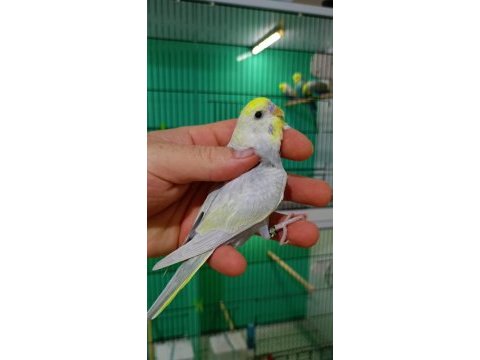 Rainbow muhabbet kuşu yavruları
