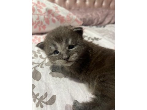 Minik maine coon devler ailelerini sabırsızlıkla bekliyor