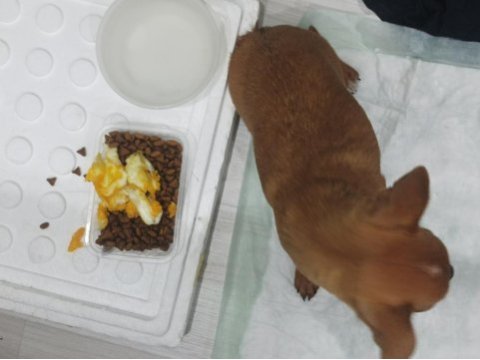 3 aylık chihuahua acil