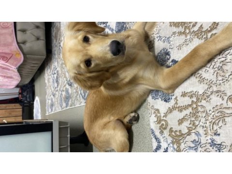 Orjinal golden retriever yavrusu
