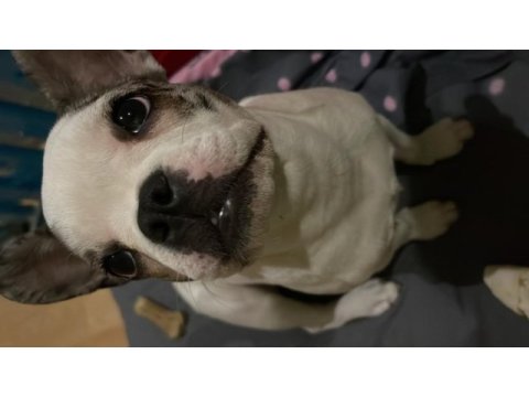 5 aylık dişi eğitimli french bulldog
