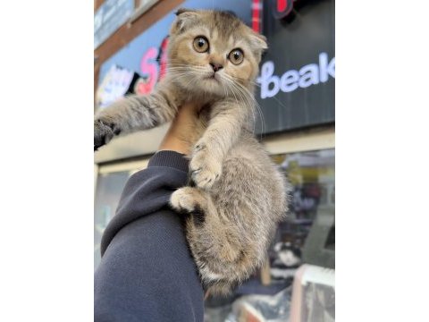 Scottish fold dişi golden