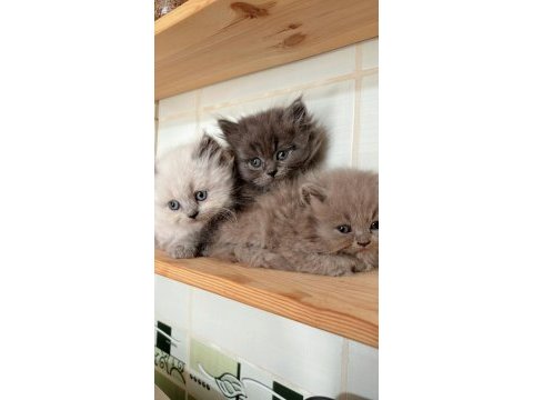 British longhair safkan yavrularımız
