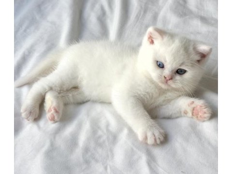 Minik pamuk gibi yavrularımız british longhair