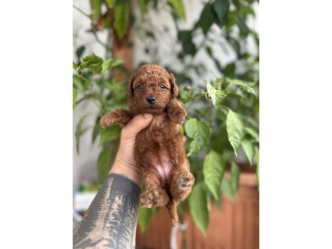 Toy poodle kore kan