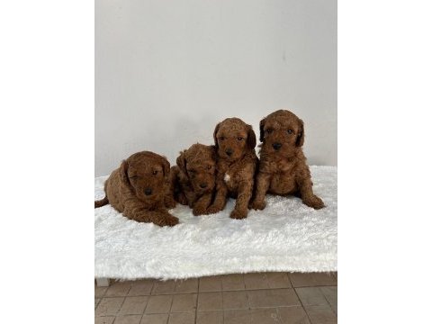 Safkan ırk garantili poodle bebekler