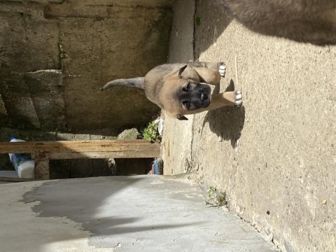 Dişi anadolu çoban köpeklerimiz yeni yuvasını arıyor