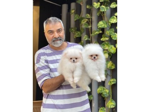 Orjinal pomeranian boo