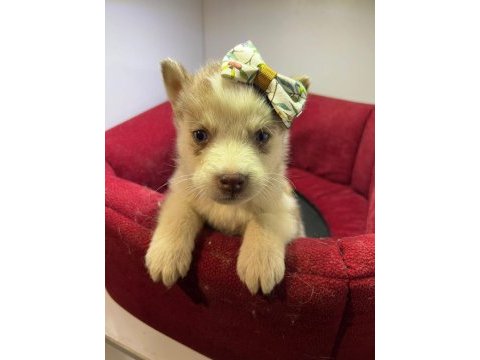 Orjinal husky köpekler