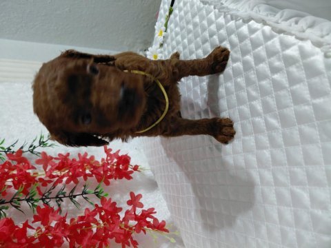 Orijinal kg garantili toy poodle bebekler