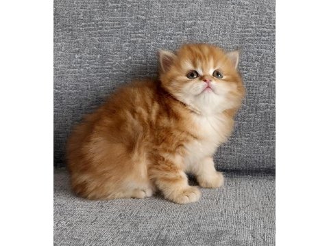 British longhair golden erkek