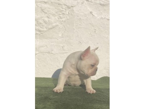 Blue tan platinum anatomi harikası egzotik french bulldog