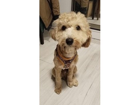 Aylık erkek maltipoo