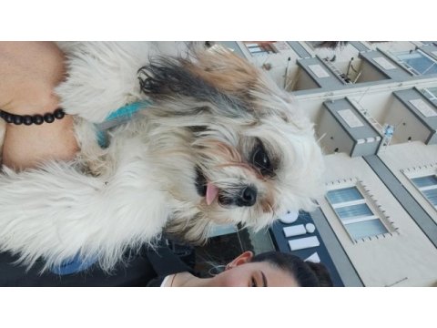 Shih tzu 7 aylık eğitimli