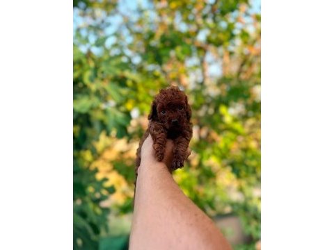 Ankara nın en güzel toy poodle yavruları