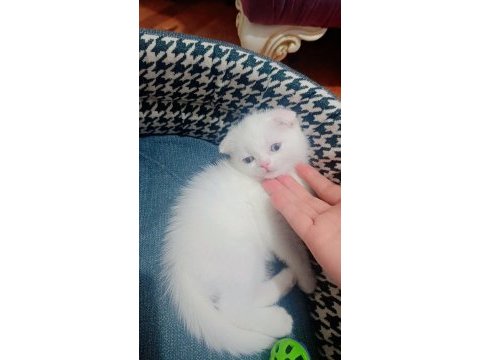 2 aylık scottish fold dişi kedimi sahiplendiriyorum