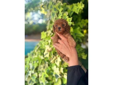 Toy poodle yavrularımız ruhsatlı çiftliğimizden