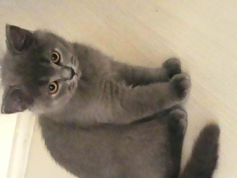 2 aylık british shorthair yavruların sahiplerini bekliyor