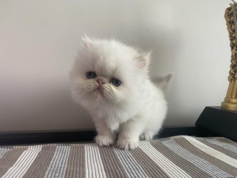 Son 2 adet iran kedisi yavrusu