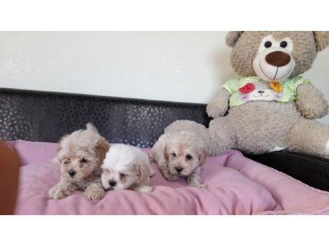 Kore kan maltipoo bebekler