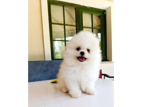 Pomeranian boo yavrular
