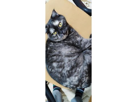Ücretsiz sahiplendirme scottish fold kedimiz