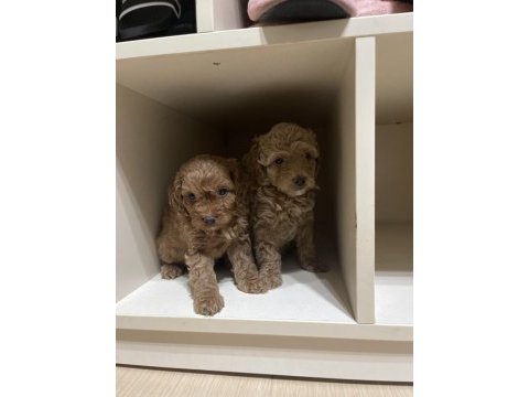 Ev doğumlu sağlık garantili orijinal toy poodle yavrular
