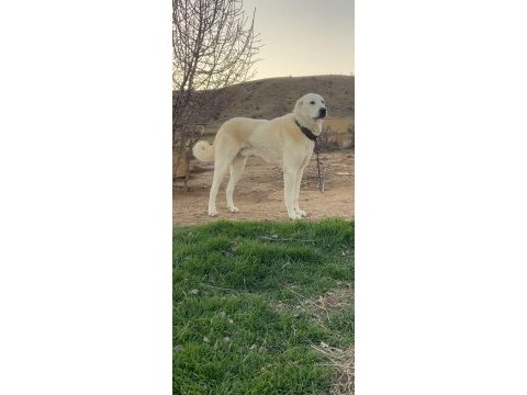 Safkan akbaş yavruları