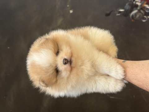 Panda yavru pomeranian bebek