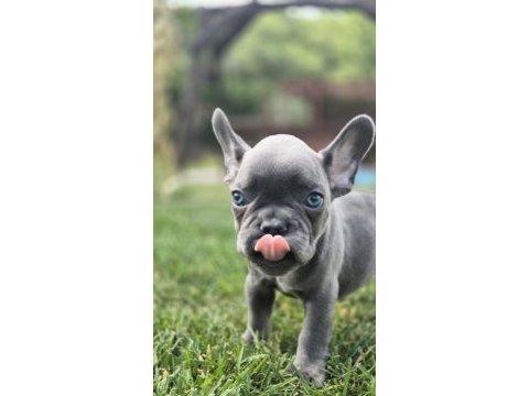 Eğitimli french bulldog yavruları istanbul 