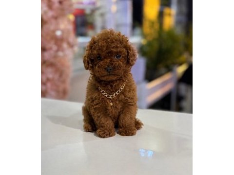 İzmir de orjinal ev üretimi toy poodle