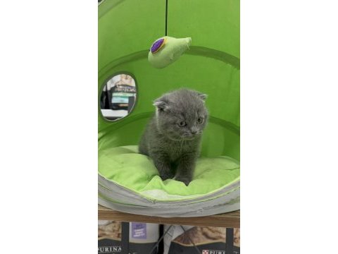Scottish fold dişi yavrumuz