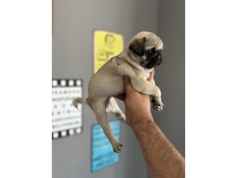 Pug mops yavru köpeğimiz