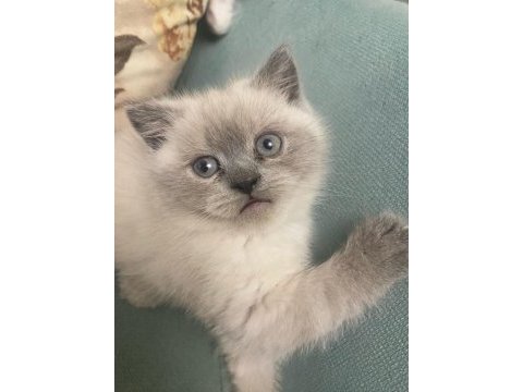 British longhair kedisi
