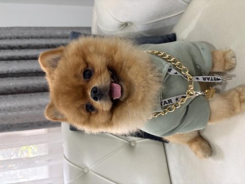 Orjinal ayı surat pomeranian