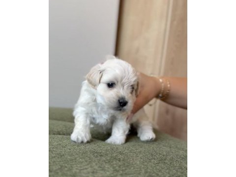 Show kalite küçük boy maltipoo yavrumuz