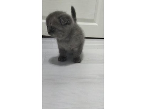 Yeni yuvası için hazır scottish fold