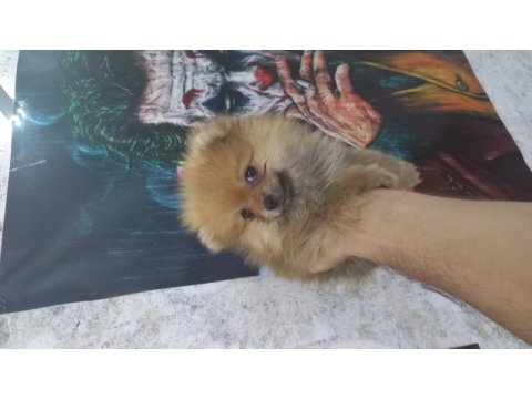 Irk garantılı tea cup pomeranian