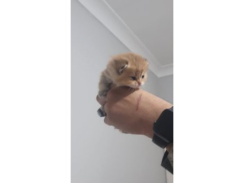 Şecereli golden british longhair yavrularım rezerve