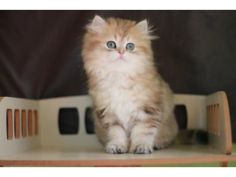 2,5 aylık british longhair erkek yavru