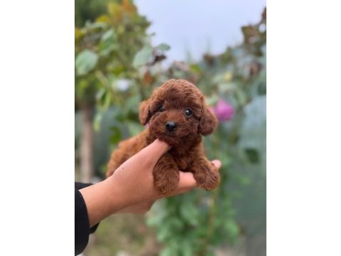 Minik poodl turtalarım yeni ailesini arıyor