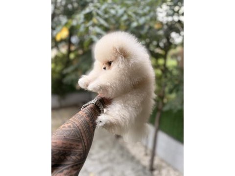 Villamızdan teddy bear pomeranian boo yavrularımız