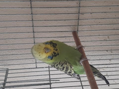 Jumbo muhabbet kuşu dişi üretim için uygundur