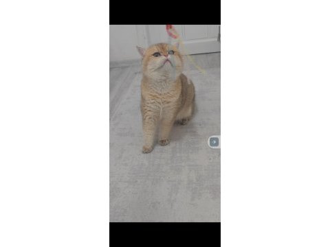 British shorthair kedimiz