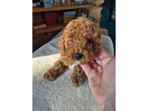 Tatlı toy poodle yavrumuz