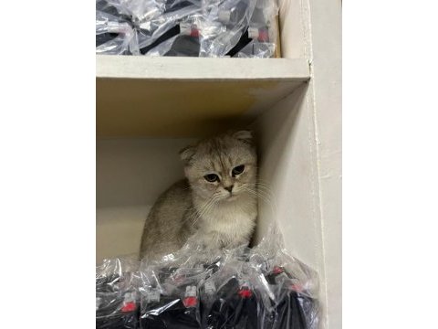Sahiplendirilecek scottish fold kedimiz
